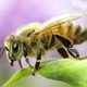 Image for article titled New project aims to upload a honey bee's brain into a flying insectobot by 2015